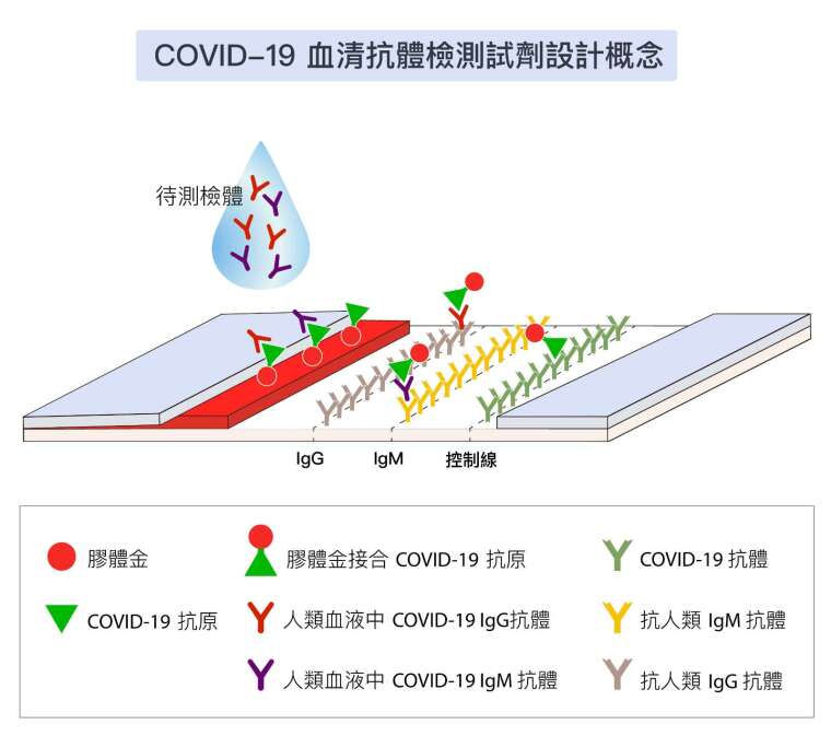 血清抗體檢測與抗原檢測的原理相似，也是用膠體金顯色，只是捕捉的不是抗原，而是抗體。測試線有兩條，分別捕捉血液中的 IgM 與 IgG 抗體，用來推測感染時間先後。 資料來源│慈濟大學 圖片重製│黃曉君、林洵安