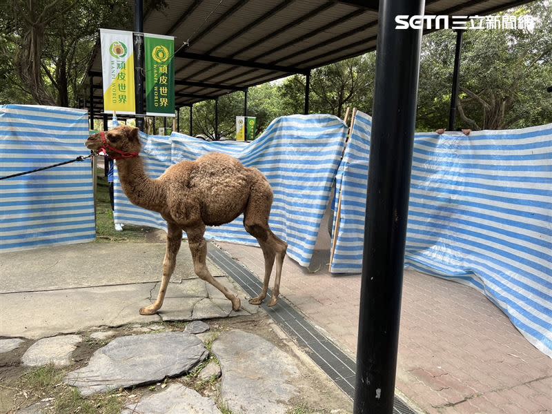 工作人員已帆布縮小駱駝活動範圍。（圖／記者林昱孜攝影）