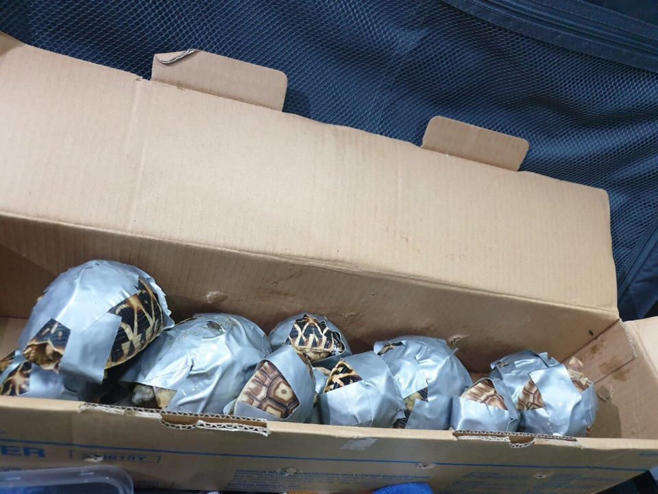 In this March 3, 2019, handout photo provided by the Bureau of Customs Public Information Office, duct-taped turtles are piled inside a box in Manila, Philippines. Philippine authorities said that they found more than 1,500 live exotic turtles stuffed inside luggage at Manila's airport. The various types of turtles were found Sunday inside four pieces of left-behind luggage of a Filipino passenger arriving at Ninoy Aquino International Airport on a Philippine Airlines flight from Hong Kong, Customs officials said in a statement.(Bureau of Customs via AP)