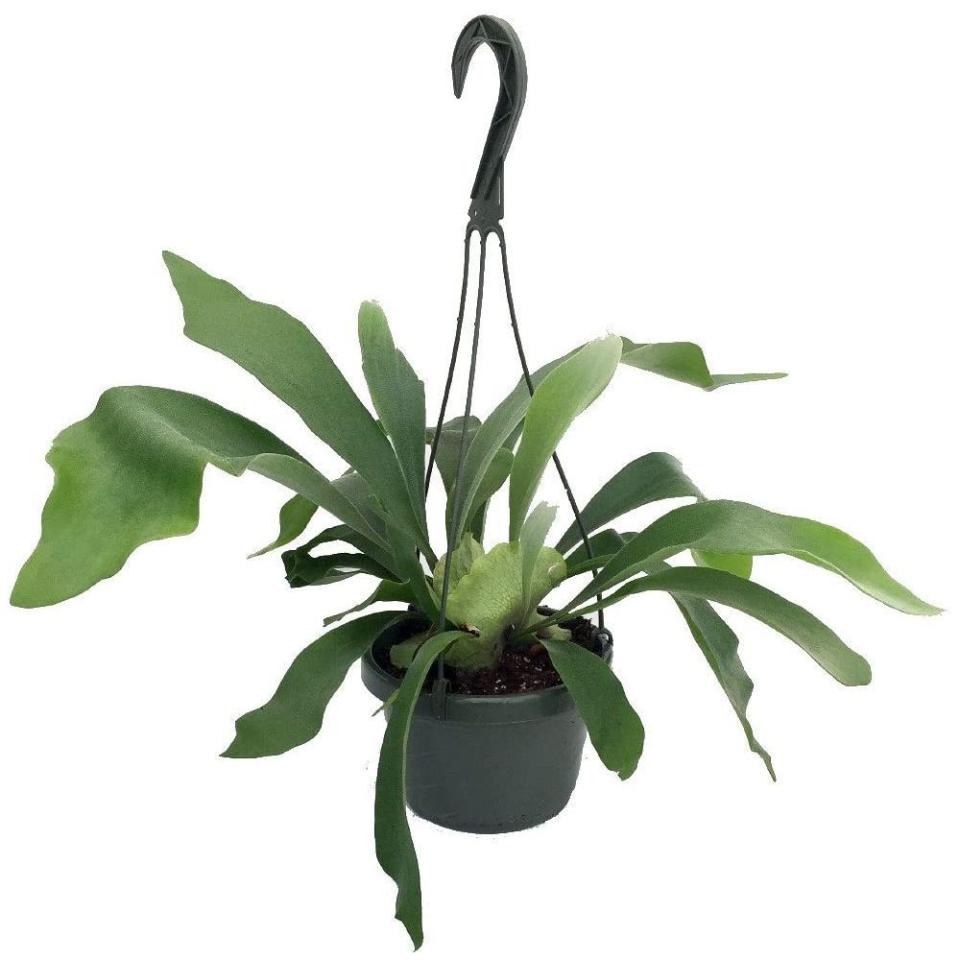 Staghorn Fern