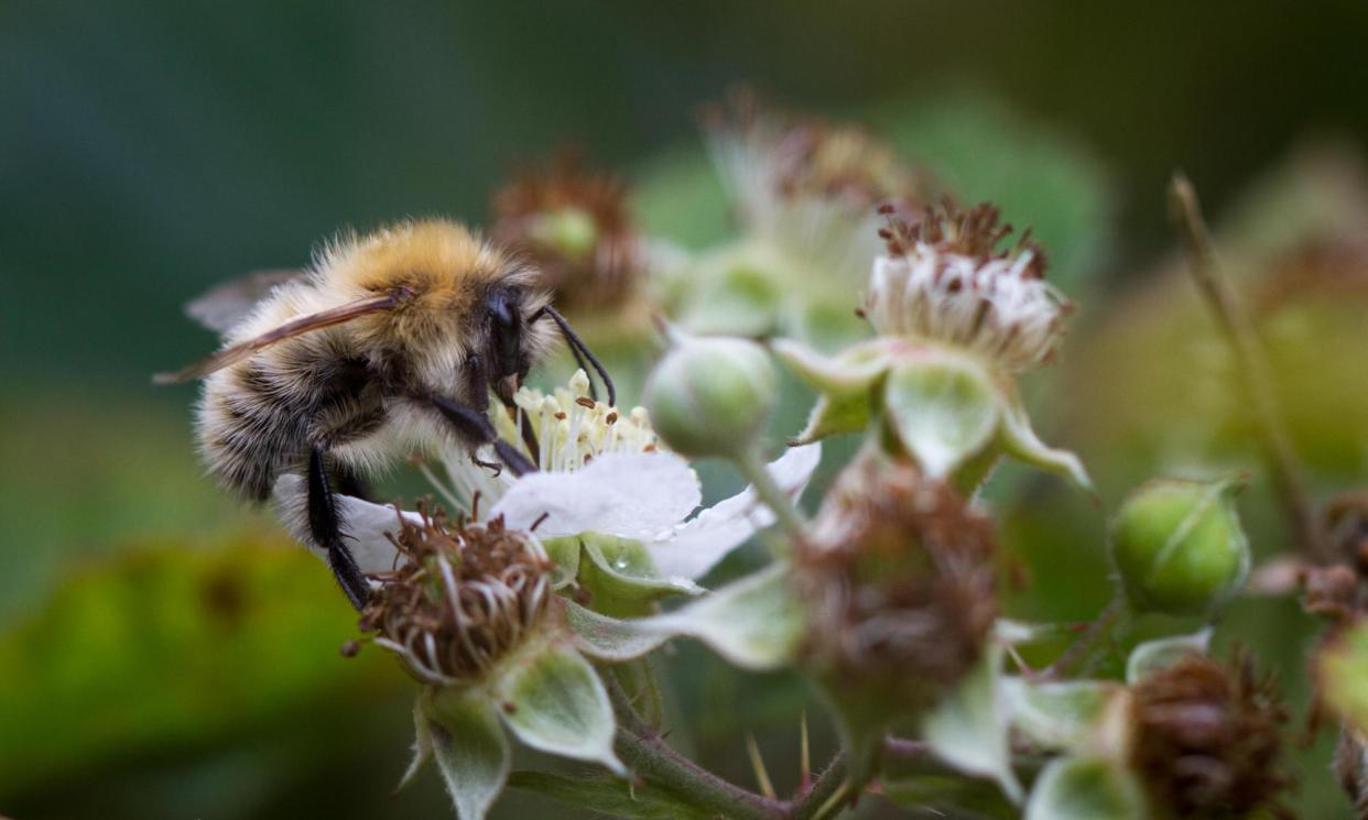 <span>The common carder bee (a species of the <em>Bombus</em>, or bumblebee, genus) browses in West Yorkshire. The study suggested most bumblebee broods would not survive at temperatures above 36C.</span><span>Photograph: Rebecca Cole/Alamy</span>