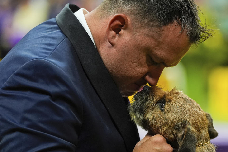A dog licks its handler during the terrier group competition at the 148th Westminster Kennel Club dog show Tuesday, May 14, 2024, at the USTA Billie Jean King National Tennis Center in New York. (AP Photo/Julia Nikhinson)