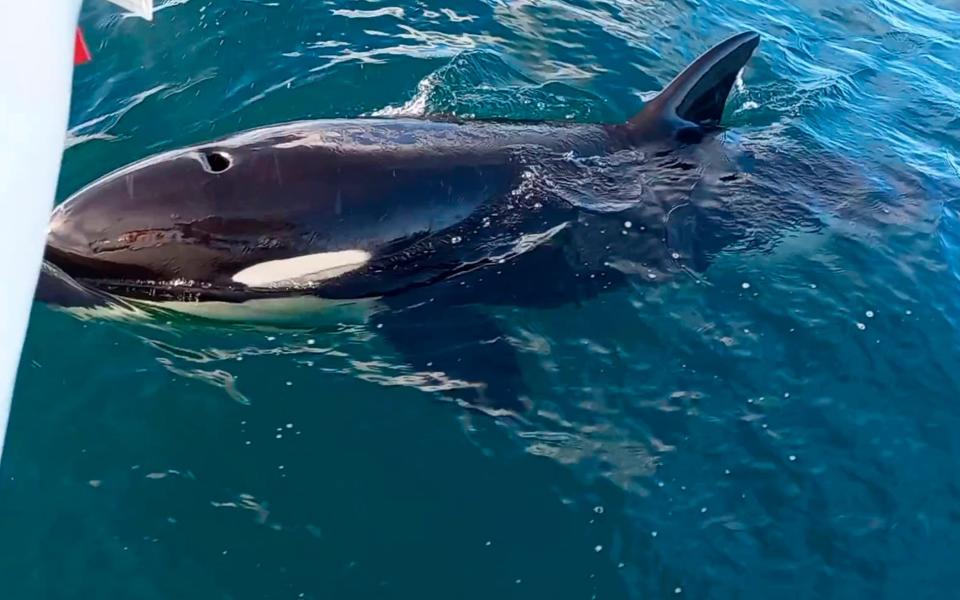 White Gladis en la costa de Gibraltar - Grupo de trabajo Orca Atlántica
