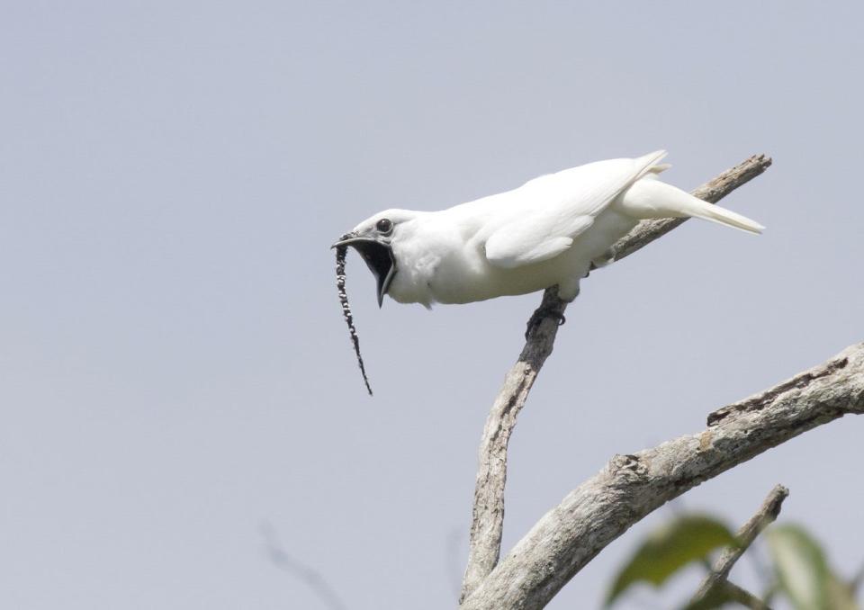 The white bellbird is the loudest bird in the world.