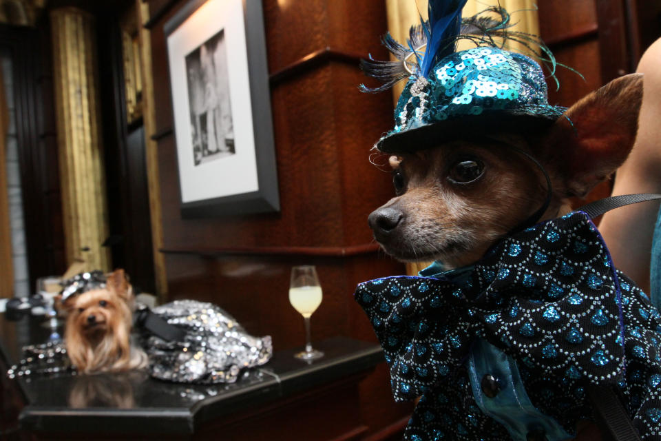 Dressed for the occasion, Eli, a Chihuahua from New York, foreground waits for the start of the most expensive wedding for pets Thursday July 12, 2012 in New York. The black-tie fundraiser , where two dogs were "married", was held to benefit the Humane Society of New York. (AP Photo/Tina Fineberg)
