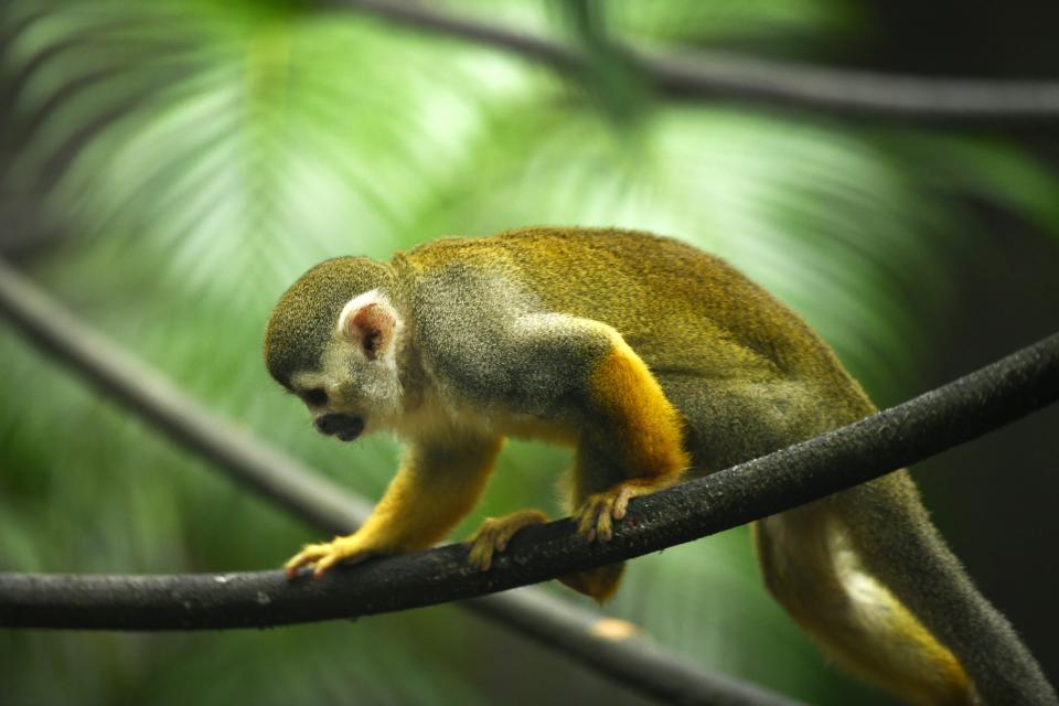 This common squirrel monkey, native to South America, is one of the residents of  the Latin America section at Brevard Zoo, in Viera. These smart little primates communicate using over 26 differenct calls.