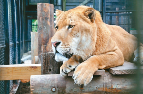 由非洲獅與孟加拉虎生下的獅虎「阿彪」。圖片來源：屏科大野生動物收容中心
