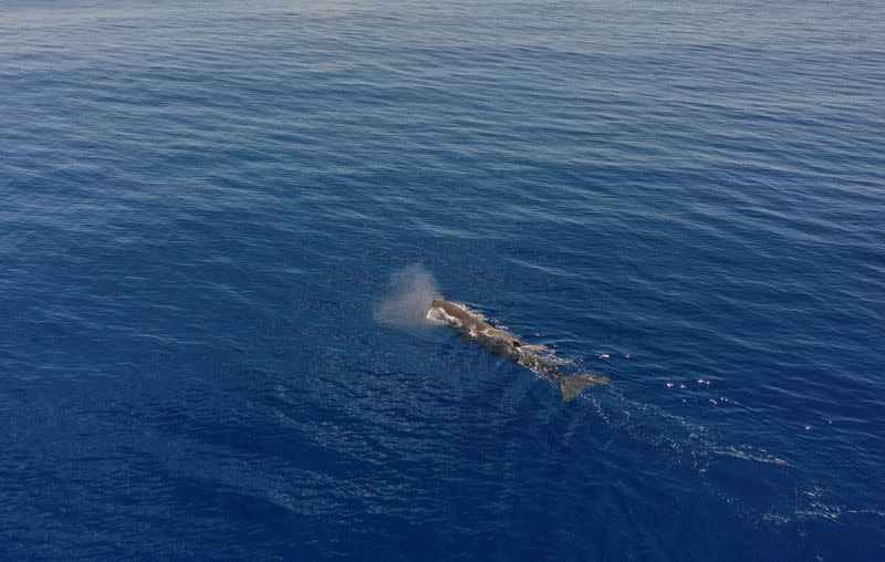 A sperm whale is seen swimming on the Indian Ocean surface during the Greenpeace's Arctic Sunrise expedition at the Saya de Malha Bank