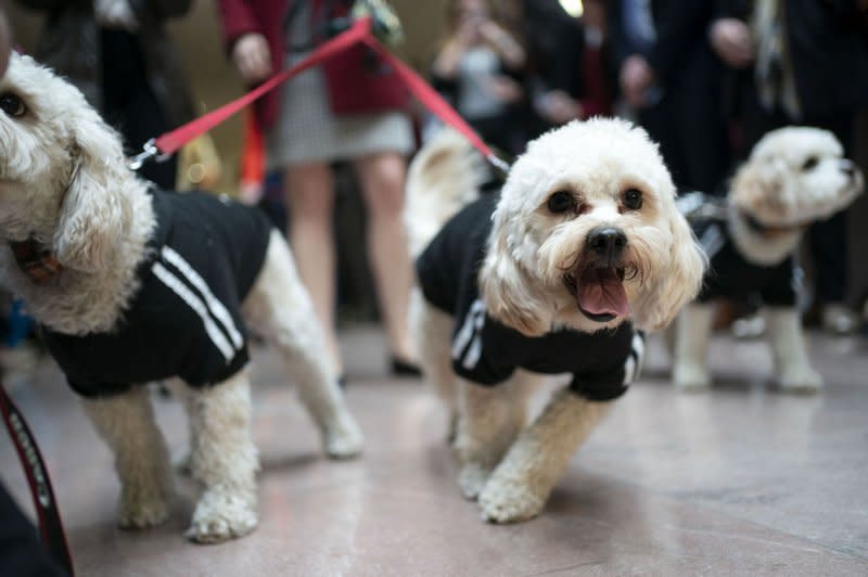 Dogs in costumes parade through the Hart Senate Office Building for the "Bipawtisan Howl-o-ween Dog Parade" emceed by Sen. Mitt Romney at the U.S. Capitol in Washington, DC, on Halloween. Veterinarians are growing concerned over a highly contagious, possibly fatal respiratory illness spreading in several states. Photo by Bonnie Cash/UPI