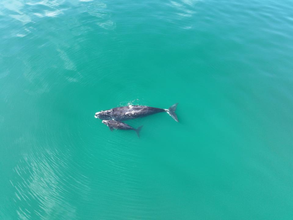 North Atlantic right whale mother and child.