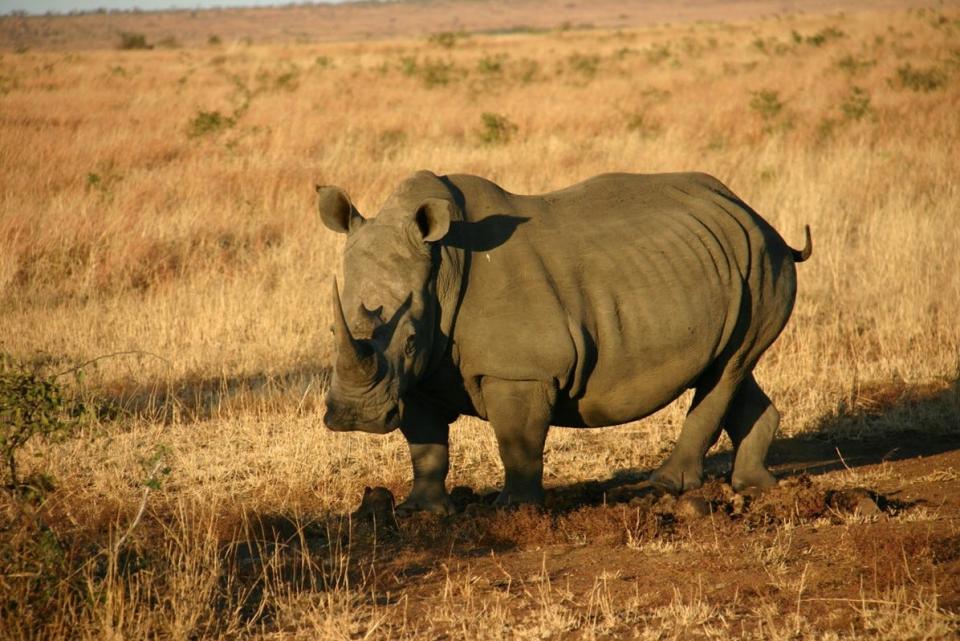 Black and white rhinoceros populations in southern Africa, like this white rhino at Kruger National Park, South Africa, are threatened by climate change, a research team at the University of Massachusetts Amherst concludes in a study published on Jan. 17, 2024.