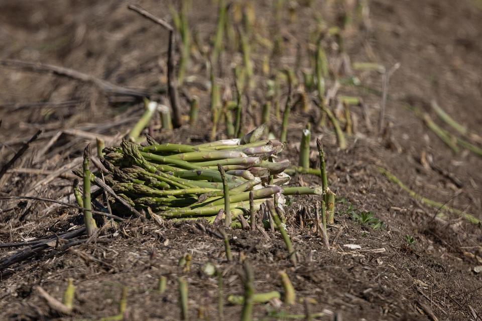 Hand-cut asparagus waiting to be bundled and collected.