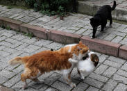 <p>Cats play in a residential street on Jan. 15, 2018. (Photo: Goran Tomasevic/Reuters) </p>