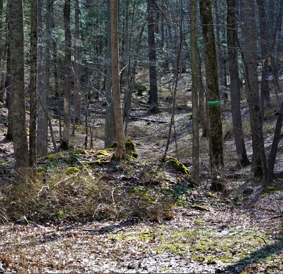 A walking path goes off through the woods in Cedar Ridge Preserve, the newest of the forested areas under the protection of the Ridge and Valley Conservancy. Working with The Nature Conservancy, Ridge and Valley is developing the donated 131-acre preserve on Cedar Ridge Road in Stillwater.