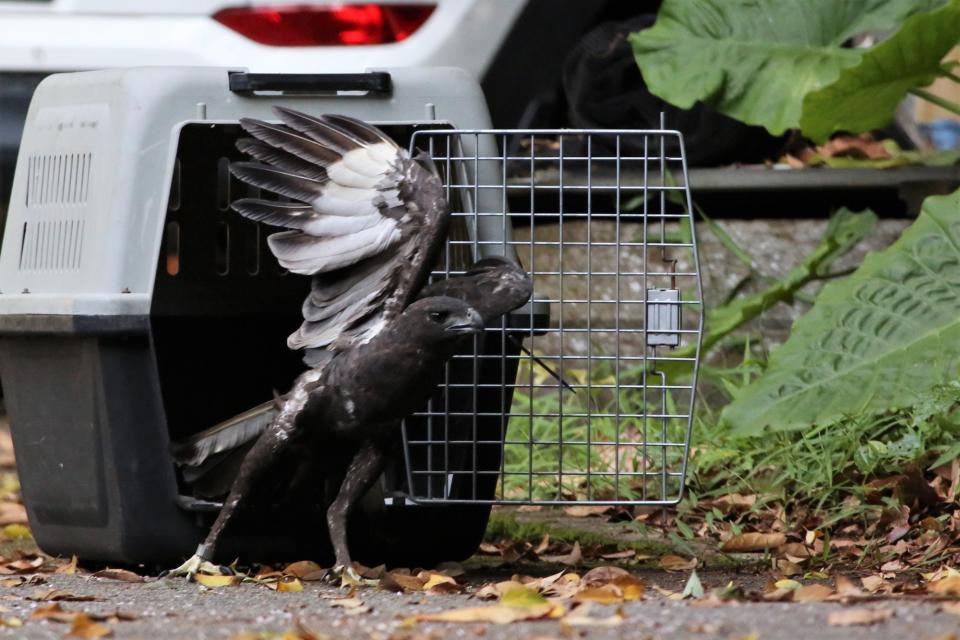 The healed changeable hawk-eagle being released back into the wild after its operation. 