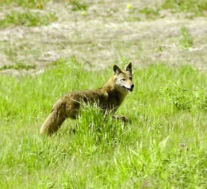 Have you seen a coyote? The - New Jersey Fish & Wildlife