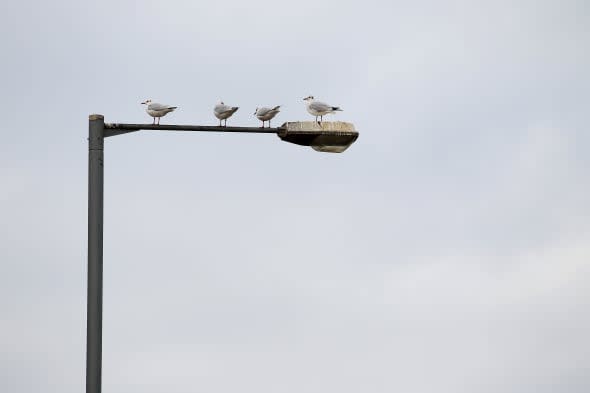 Seagulls sit atop a lamp post