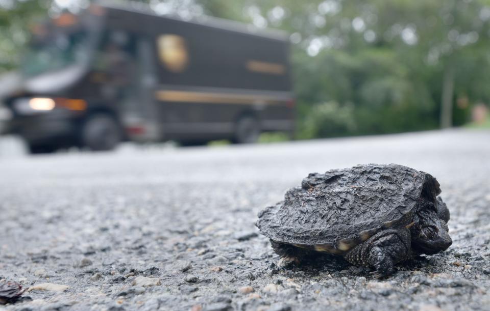 A young snapping turtle takes a quick rest after a harrowing morning rush hour crossing of Route 6A in Barnstable before it safely made it into the nearby woods.