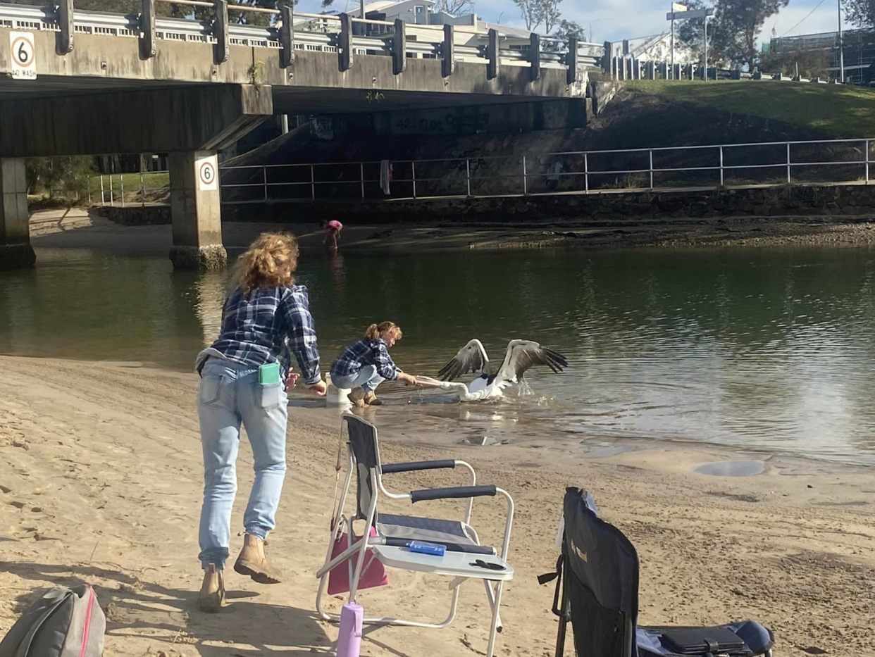 Licensed wildlife carers Paula and Bridgette Powers trying to coax the pelican out of the river in Maroochydore on Sunday.