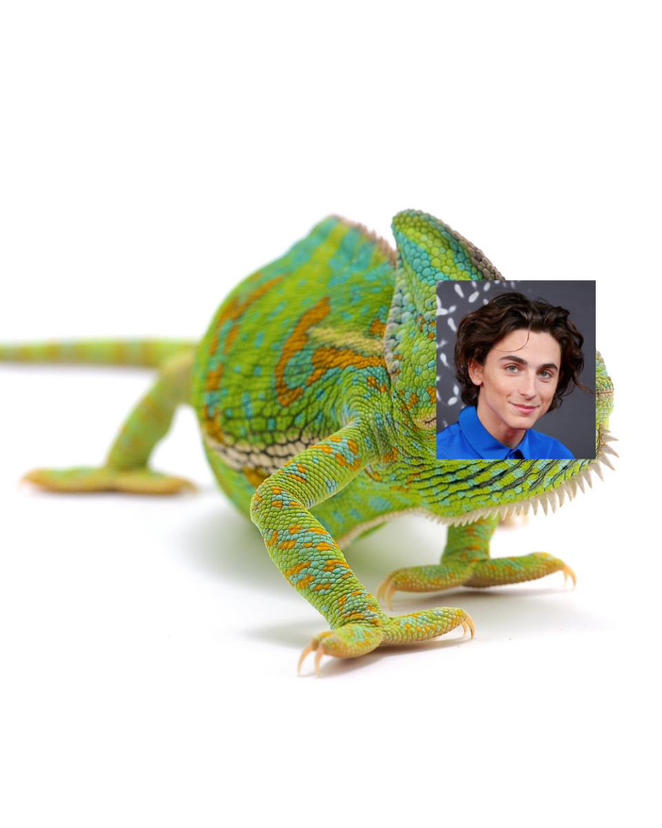 A chameleon with a photo of Timmy's face put over the chameleon's face