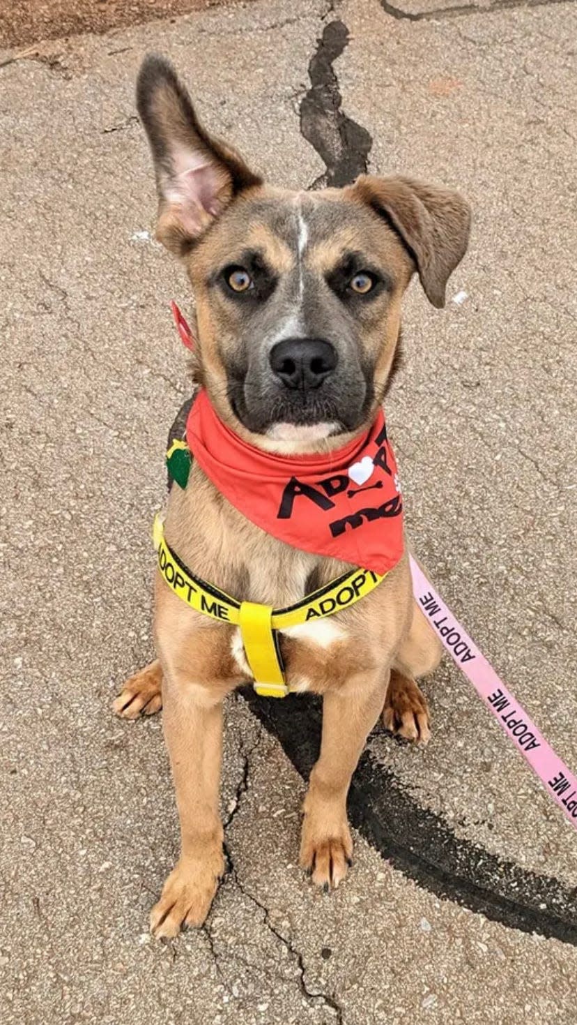 Carrots is an 11-month-old, 44-pound pit bull terrier mix with a sweet and happy personality. He would like to be your best friend and keep you company on walks or runs. He enjoys car rides and squeaky toys. Carrots is treat-motivated and learns quickly when there is a food reward. He is with a foster family and is in good health and available for adoption. If you are interested in meeting Carrots, contact the shelter at 405-297-3100 to find out how to contact his foster family. Carrots shelter ID# is 403233.