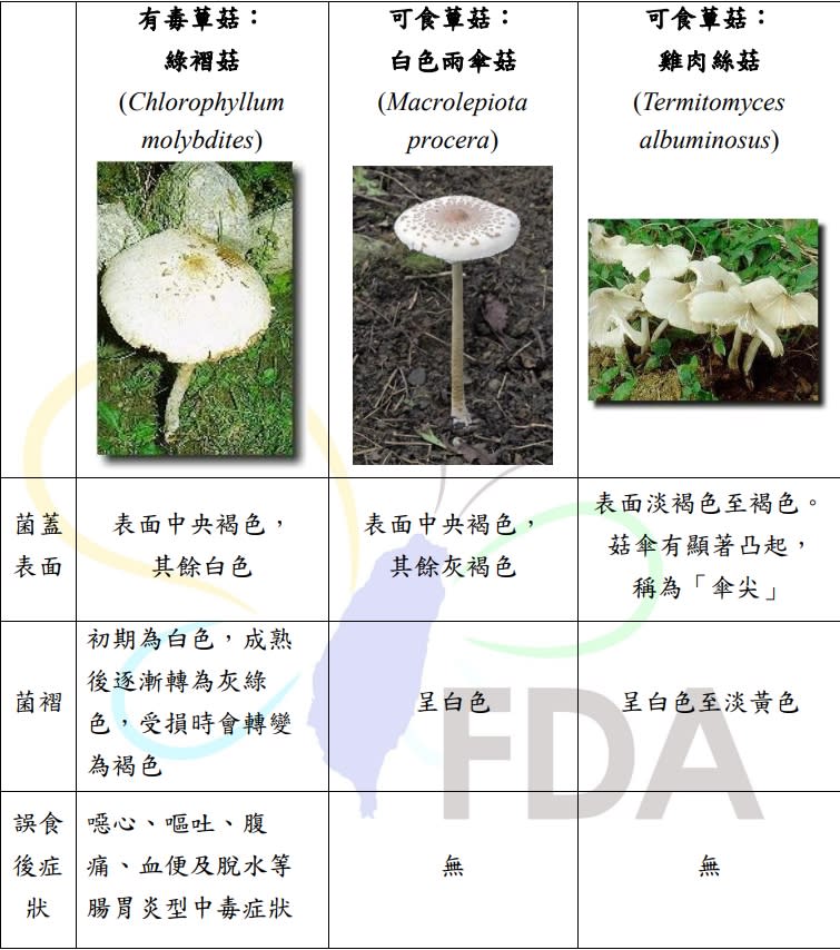 綠褶菇外表看起來像白色雨傘菇、雞肉絲菇相似。   圖：食藥署/提供