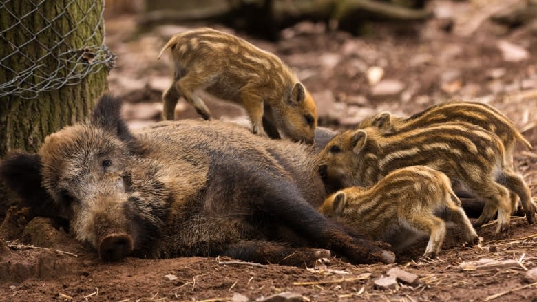 Wild boars on the loose in Ontario are likely homegrown, says official