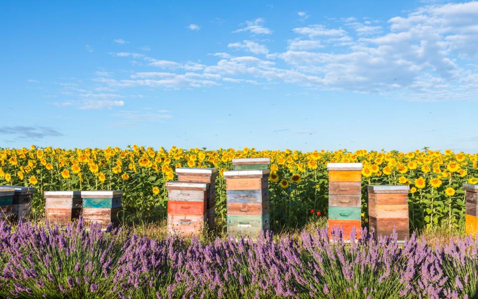 Provençal cuisine is both voluptuousness made flesh and obviously healthy. The the combination is unbeatable - Matteo Colombo