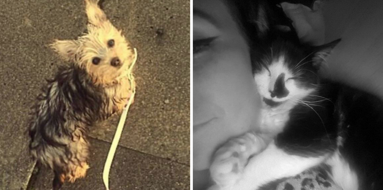 <em>Deadpool the cat and Honey the Yorkshire Terrier’s owner thinks they were deliberately poisoned (Pictures: PA)</em>