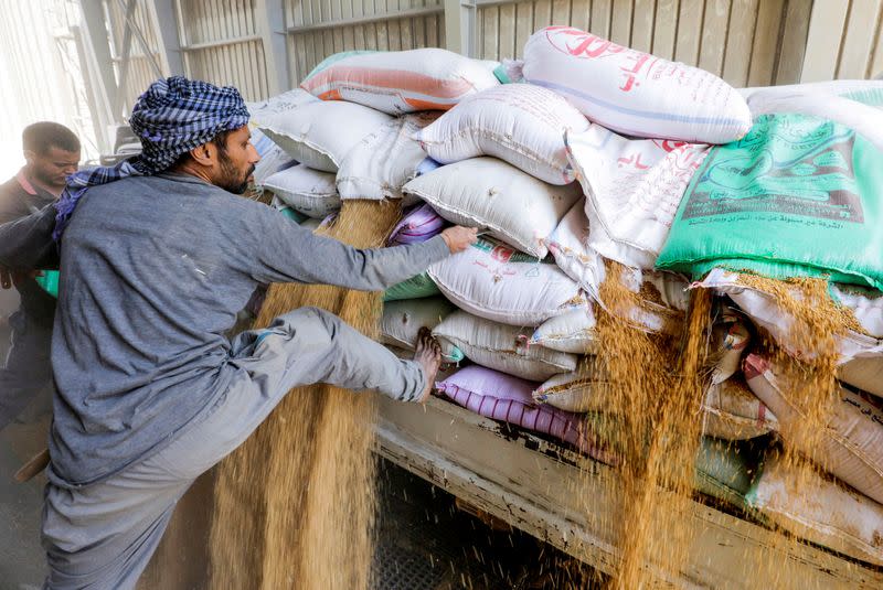 FILE PHOTO: Workers collect wheat at the Benha grain silos, in Al Qalyubia Governorate