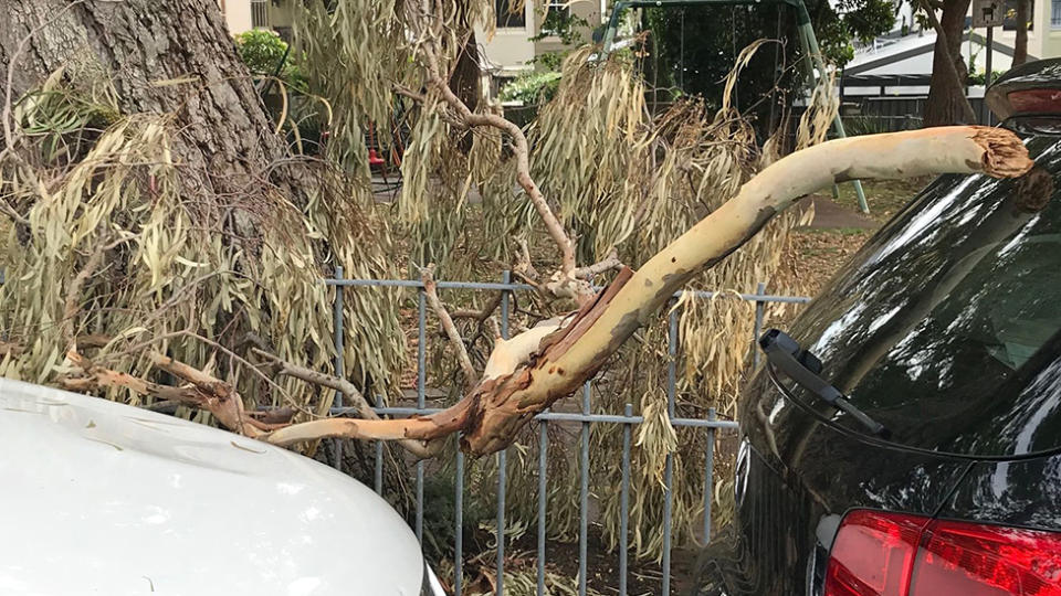 Photo of a branch which fell on two cars, next to the playground