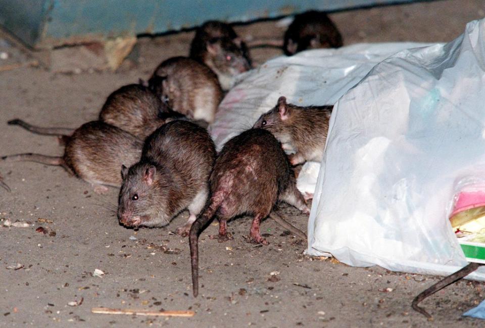 Rats swarm around a bag of garbage near a dumpster in New York City. AP