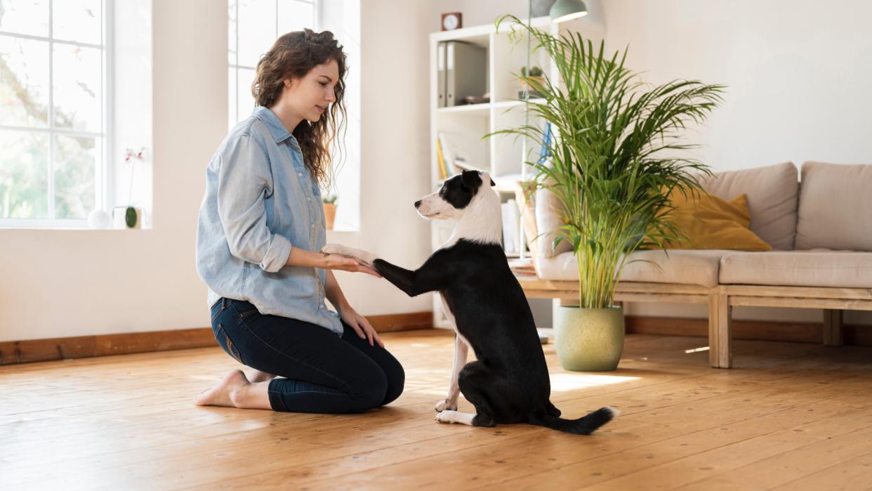  Woman training dog inside. 