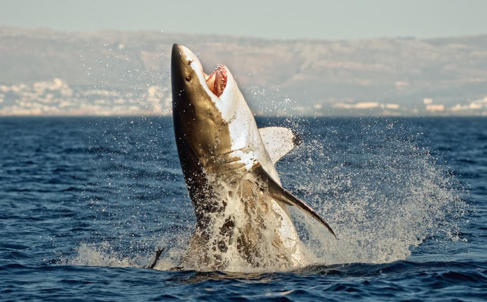 A large shark jumps out of the water.