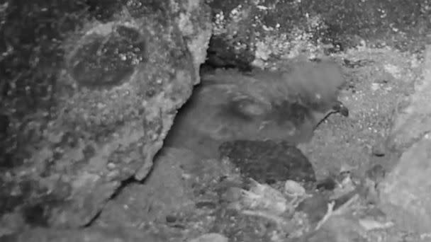 PHOTO: New footage released on, Dec. 6, 2022, shows a young ʻakēʻakē, an endangered nocturnal seabird. (National Park Service)