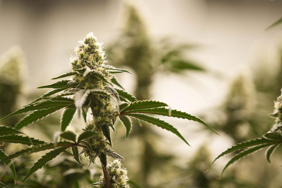 Marijuana continues to be debated as Supreme Court mulls whether Floridians can vote on legalization in November.