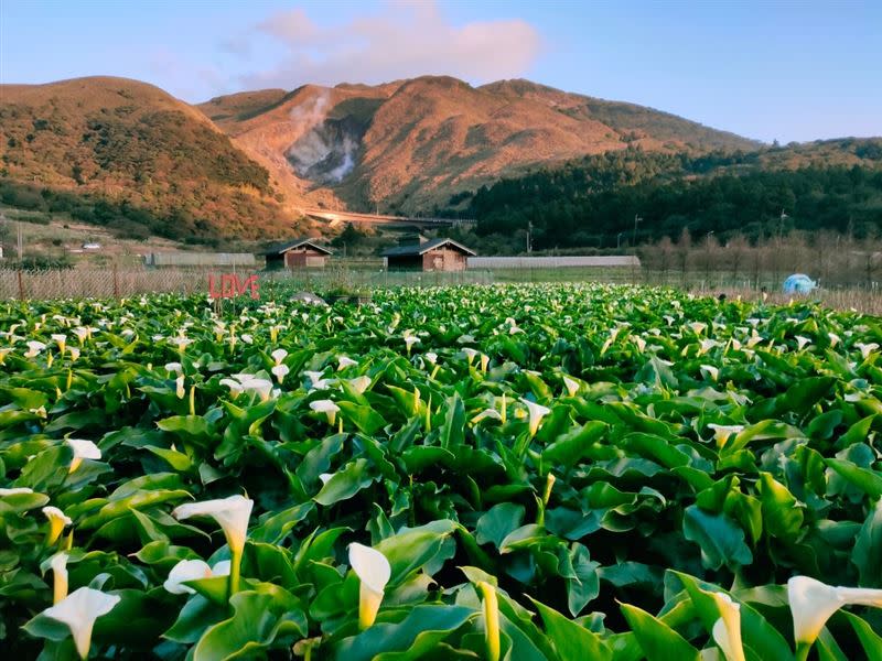 「2021海芋。繡球。竹子湖」將於3/26正式開（圖／翻攝自財福海芋田粉專）