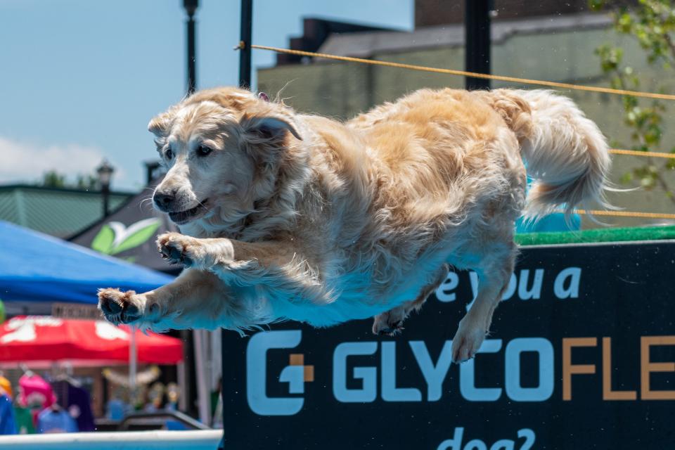 Dock dogs really are athletes.