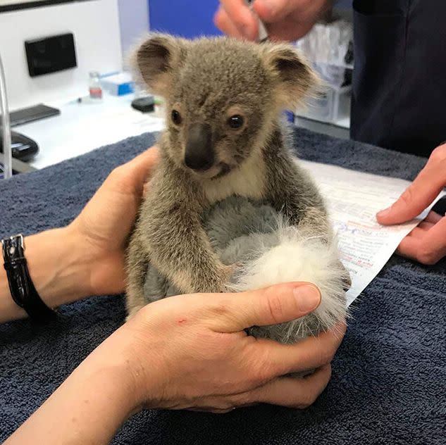 Kevin, a baby koala injured in the Pechey bushfire, is now in the care of the RSPCA Queensland Wildlife Hospital. (Photo: WWF Australia)