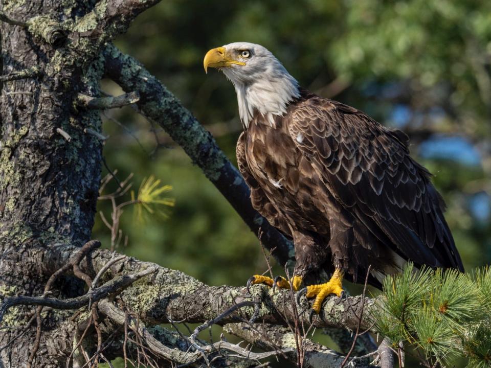 Bald eagles are among certain fatalities among birds that have occurred in Maine since February, according to one official from the state's Department of Inland Fisheries and Wildlife.