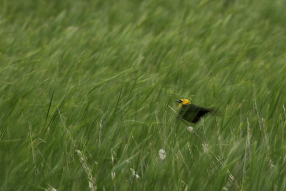 Un pájaro de cabeza amarilla se posa sobre una brizna de hierba en un humedal cerca de Sterling, Dakota del Norte, el 21 de junio de 2019. (AP Foto/Charlie Riedel)