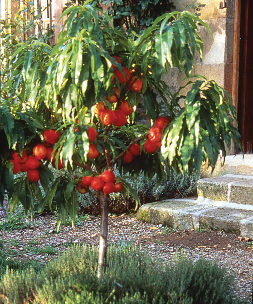 16. Prunus persica var. nectarina 'Nectarella'