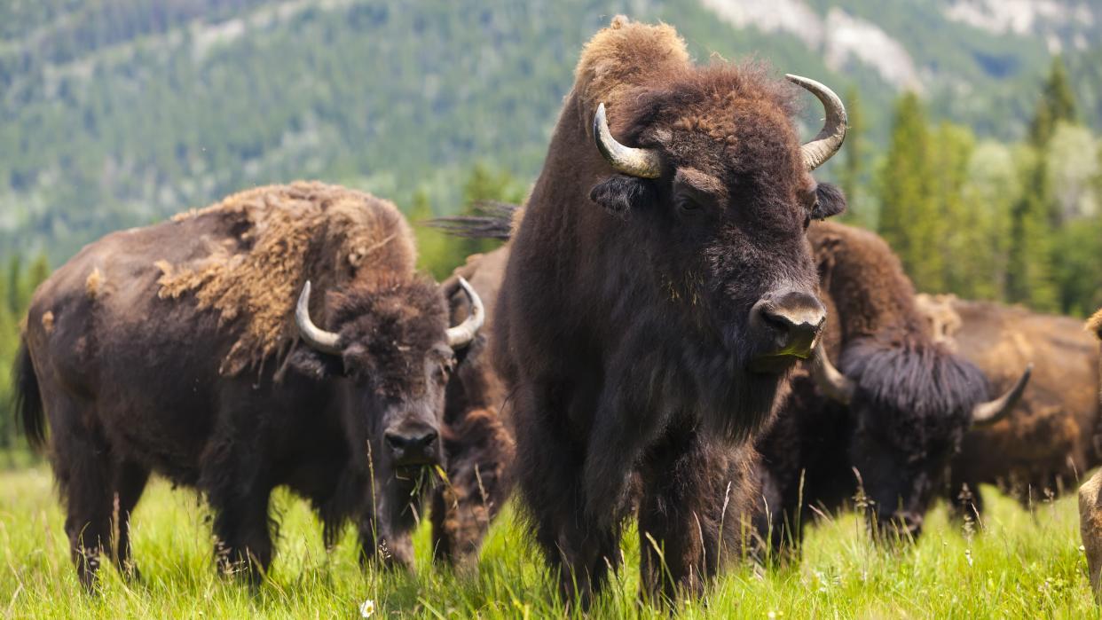  Herd of American bison. 