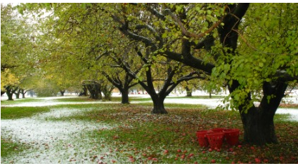 Tour an apple orchard