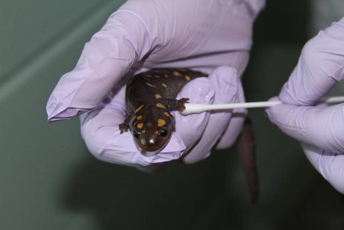 Dr. Dan Dombrowski, chief veterinarian of the N.C. Museum of Natural Sciences, collects a skin swab sample from a spotted salamander as part of a general health check-up to screen for the presence of amphibian chytrid fungus.