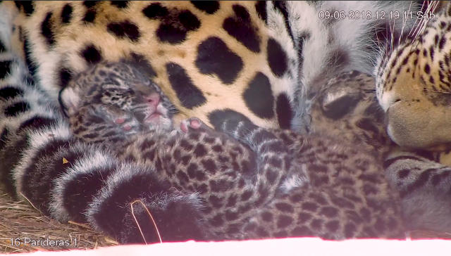 Jaguars, a keystone species, are reintroduced to the Iberá wetlands