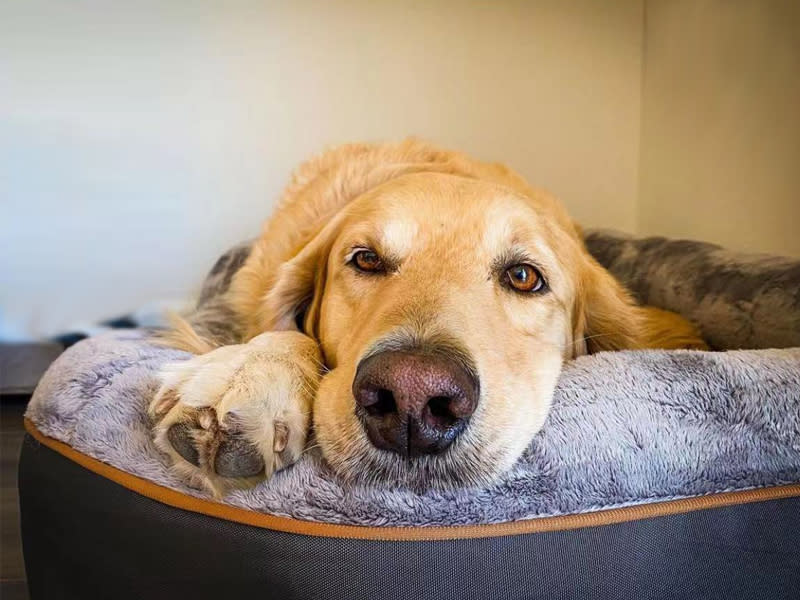  Cama con funda extraíble para perros