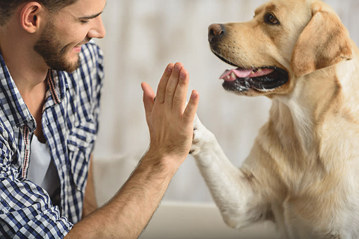 ¿Eres de perros o gatos? Descúbrelo según tu estilo de vida