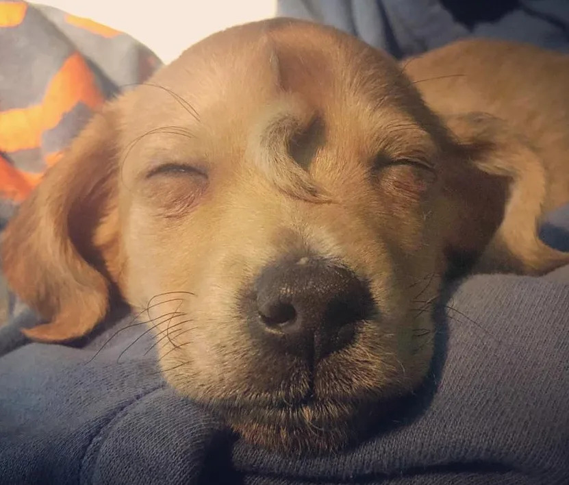 Pictured is Narwhal's pattern of backward-growing hair above the tail on his face. Source: Mac the Pitbull