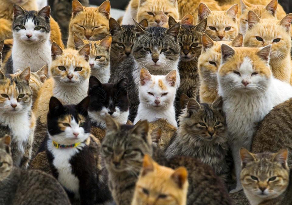 Cats crowd the harbor on Aoshima Island in the Ehime prefecture in southern Japan